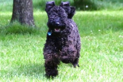 A happy Kerry Blue Terrier