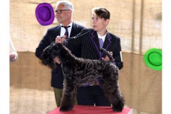Godard-Arkama-Purple-on-Purple-Nationale-terriers-show-France-september-25-400-275