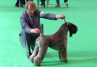 Kerry Blue Terrier being shown at Crufts by Don Munro