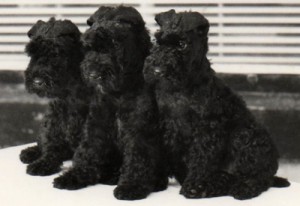 Three happy healthy adorable puppies