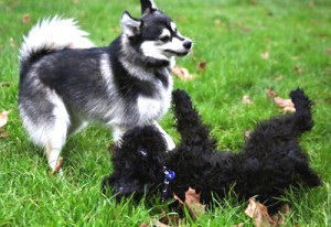 Puppies need socialising carefully