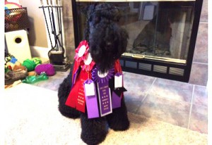 From Illinois USA introducing Patsy's Pax. This weekend he made his debut in WCR Rally Obedience and earned his Level 1 Title. He was the only terrier in the trial - very brave and well done.