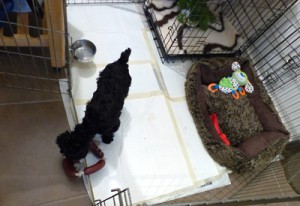 A young puppy happy in her home - play pen, crate, bed, toys and peepads!