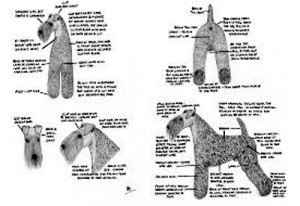 Grooming Chart by Pat Munro. Please contact us if you'd like the high resolution of this very informative chart